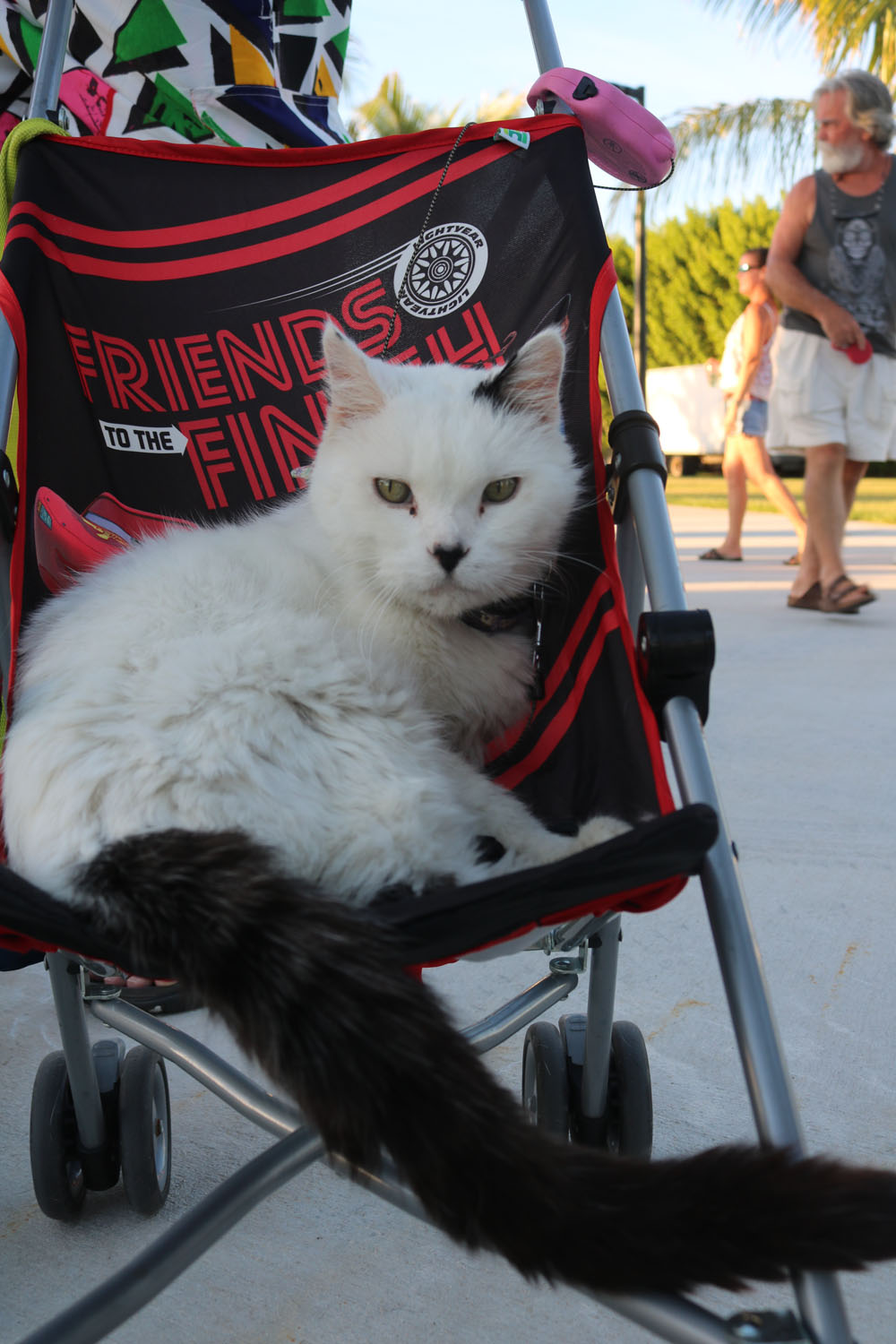 Pet Masquerade 2018 photo - Duval Street, Key West